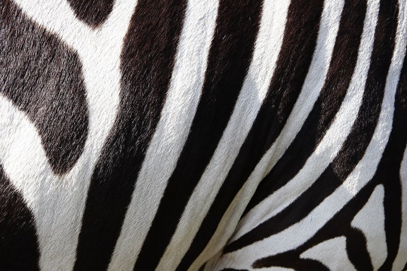 African Tribal Patterns